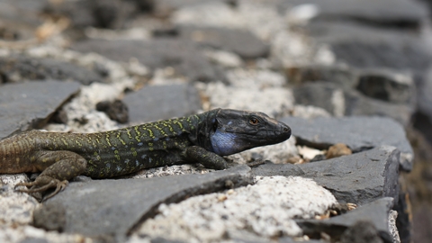 Canary lizard