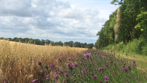 Oat field with margin knapweed