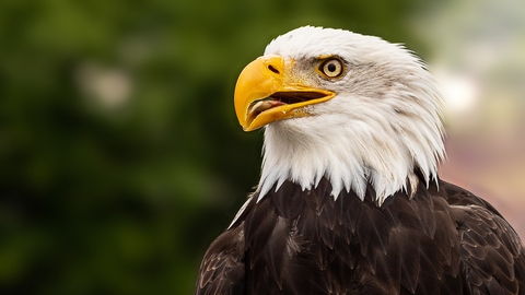 Bald eagle