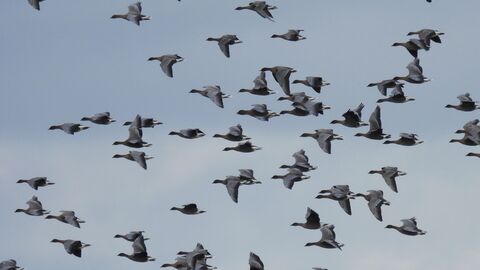 A flock of pink-footed geese in flight 