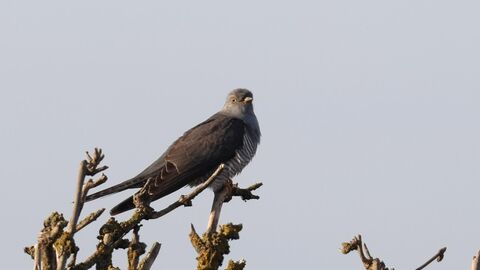 Cuckoo sat on top of a branch (c) Garry Wright