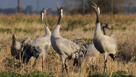 A group of common cranes bugling (c) Nick Upton/2020VISION