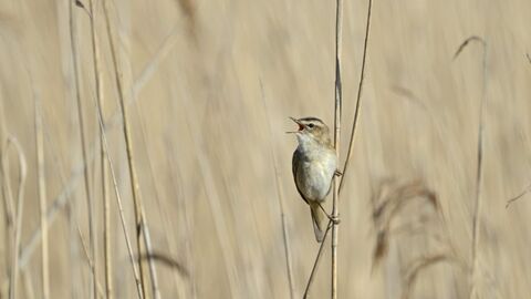 Sedge Warbler