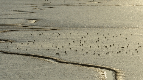 Estuary landscape with tidal creeks and flock of feeding dunlin and common redshank