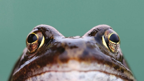 Common frog