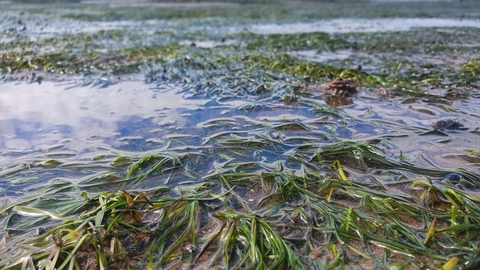 Seagrass in estuary (c) Finn Varley