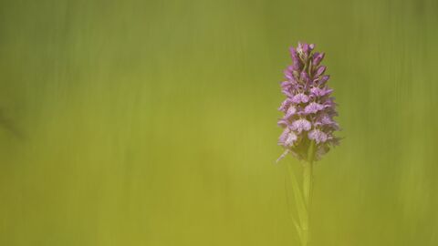 A common spotted orchid. It's a tall tower of bright pink flowers, frowing from a sturdy green stem
