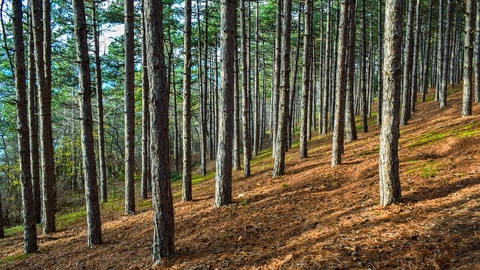 Plaosnik, North Macedonia forest