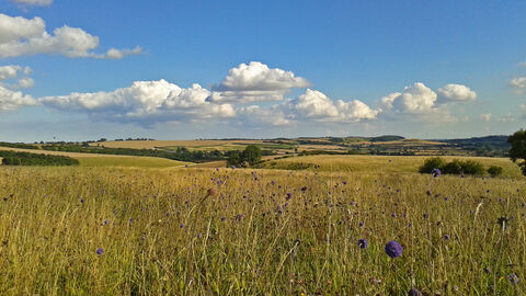 Meadow with flowers at Red Hill (c) Robert Enderby