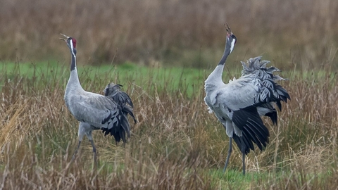 A pair of cranes displaying at Willow Tree Fen (c) David Roberts