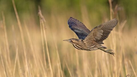 Bittern in flight over a reedbed