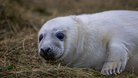 seal pup