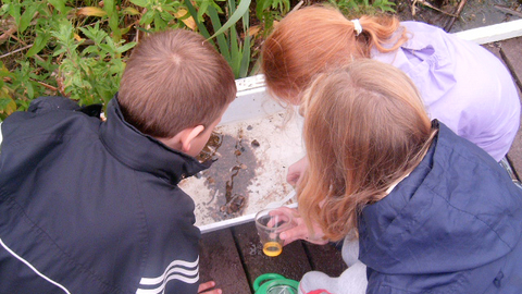 Children looking at aquatic life during pond dipping activity