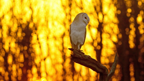 Barn owl