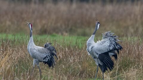 Cranes displaying at Willow Tree Fen (c) David Roberts