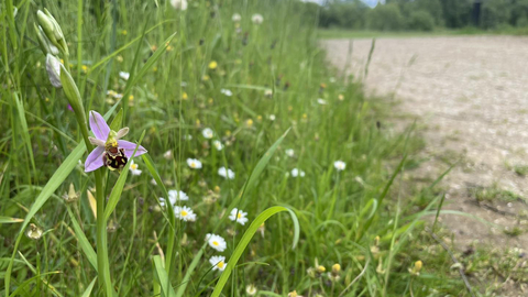 Bee orchids growing beside the path at Whisby Nature Park