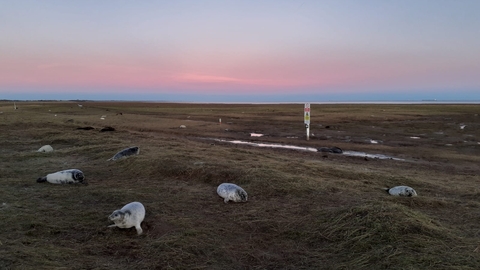 Grey seals at Donna Nook in early morning light