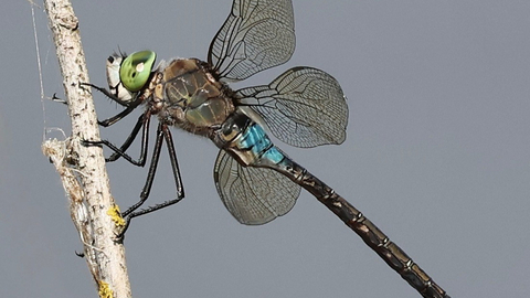 Lesser emperor dragonfly at Whisby Nature Park