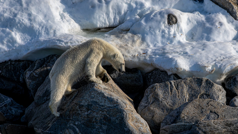 Polar bear clambering over rocks (c) Matthew Capper