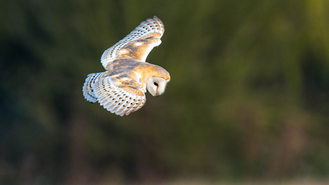 Barn owl in flight by Des Lloyd