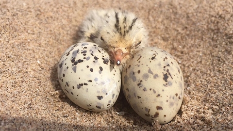 shorebird chicks
