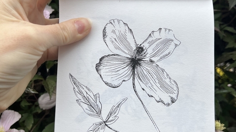 Sketch of a flower and leaf by artist Louise Earnshaw held up outdoors in front of the subject