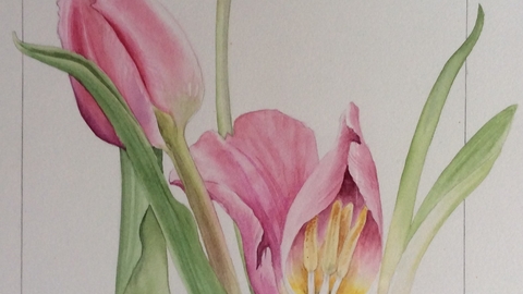 botanical artwork sketch