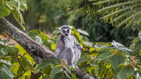 Ringed-tailed lemur sitting in a tree