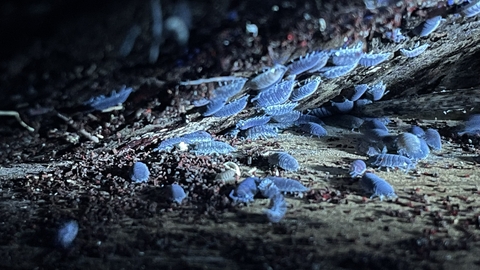 woodlice in the dark