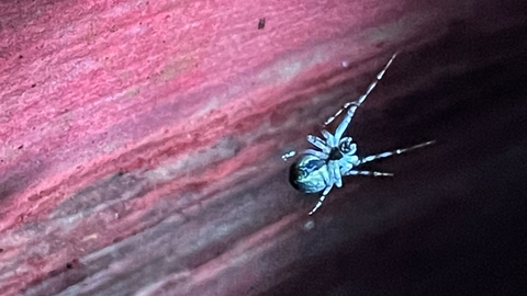 spider in the dark