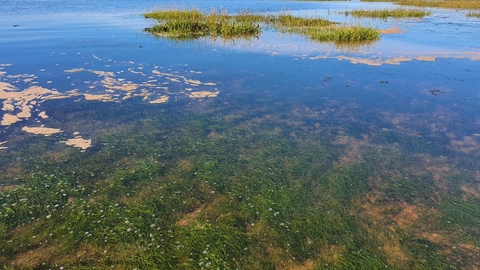 Seagrass meadow