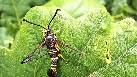 yellow-legged clearwing moth
