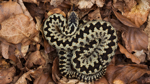 Adder