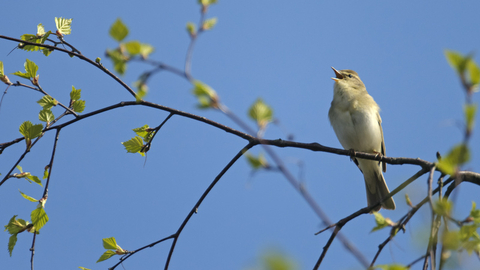 willow warbler singing