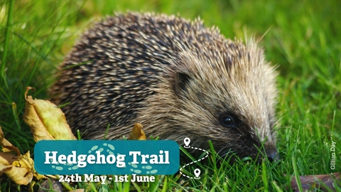 Hedgehog trail for families