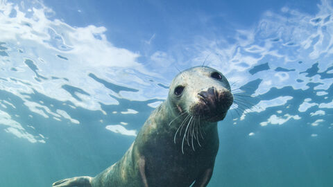 Grey seal underwater