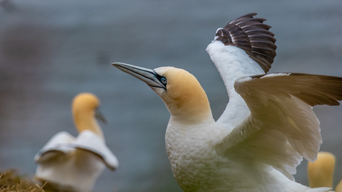 gannet wings opening at Bempton