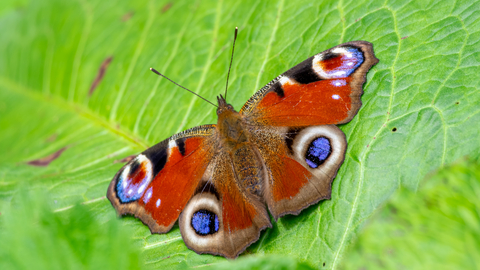 peacock butterfly on leaf
