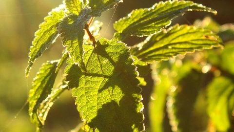 nettle in sun light
