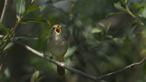 David Tipling/2020VISION