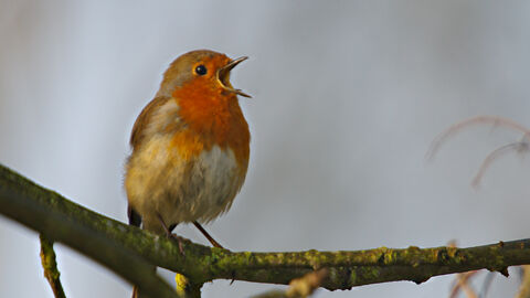 A robin perched on a mossy branch, singing
