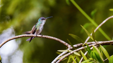 hummingbird