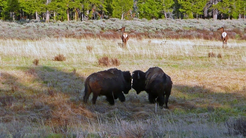 Two bison, and deer in the distance, in Yellowstone National Park