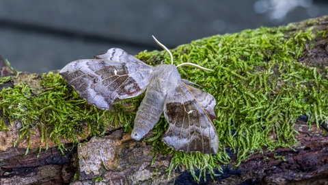 poplar hawk-moth
