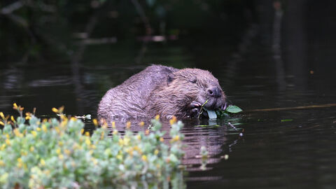 A beaver in a river with some foliage in the foreground