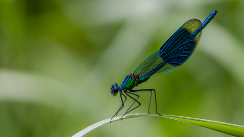 banded demoiselle