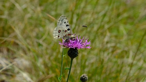 Apollo butterfly