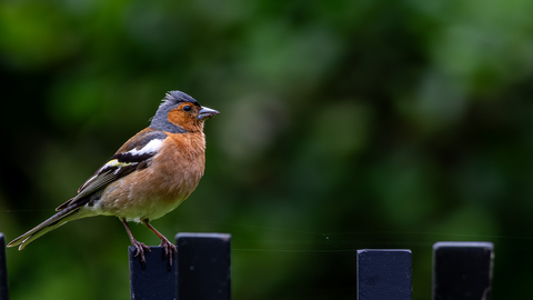 chaffinch