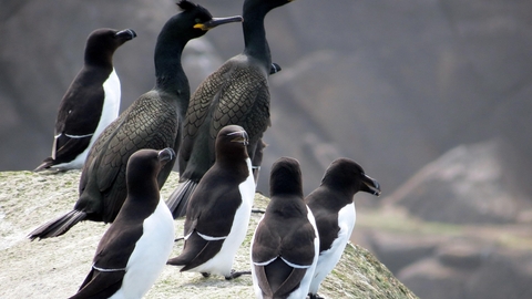 Razorbills and shags