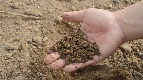 Hand holding soil